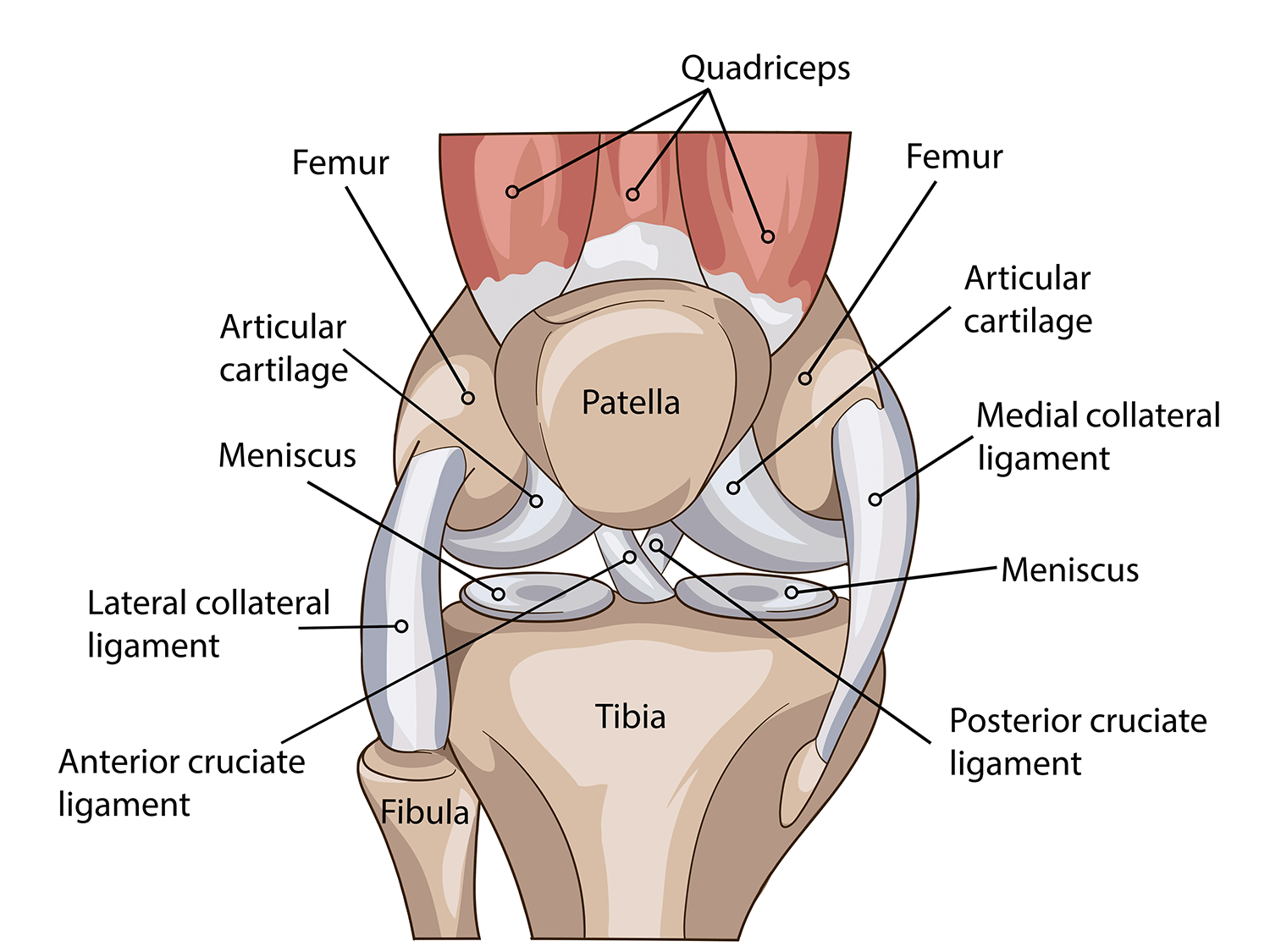 Difference Between Elbow And Knee Joint - Human Anatomy
